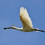 Casa vacanze Spoonbill - Part Of The The Bay Village With Pool, Gym And Direct Access, Pub, Restaurant, Tennis And Meadows Walks