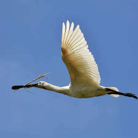 Сasa de vacaciones Spoonbill